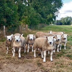 Texel Rams