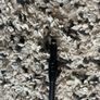 titleist driver shaft Image 3