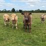 Full symbol organic Cattle Image 3