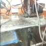 fish Image 2