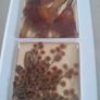 Unique artwork from Ocean Petals art studio are handmade with real Australian native fliowers Image 3