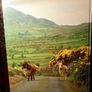 1985. Ireland. Rupert O' Matthews. Image 7