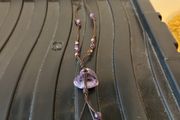 jewellery amathyst  neck piece on leather