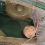 hamster Habitrail Image 8
