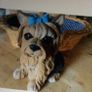 Yorkshire Terrier & Basket Image 2