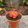plant Image 3