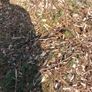 Wood Chips Image 3