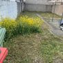 Gardening and maintenance and diy Image 4