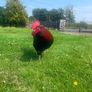 NO LONGER AVAILABLE- Rooster - Free to a good home Image 3