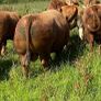 Red Angus bulls Image 8