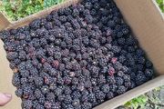 Blackberries