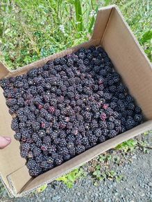 Blackberries