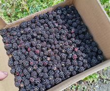 Blackberries
