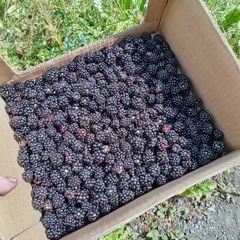 Blackberries