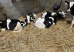 Fr heifer calves
