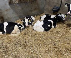 Fr heifer calves