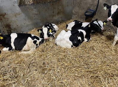 Fr heifer calves