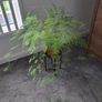 Asparagus Image 3