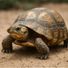 turtle man