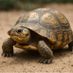 turtle man