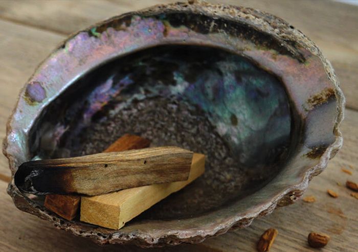 Abalone Shells