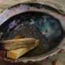 Abalone Shells Image 3