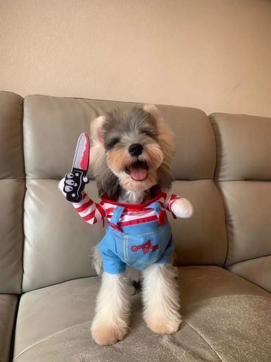Pet Halloween Fun Killer Outfit