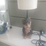 doggy lamp Image 9