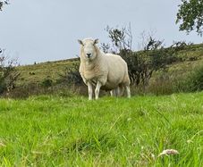 Cheviot ram