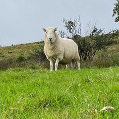 Cheviot ram