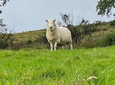 Cheviot ram