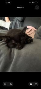 kitten
