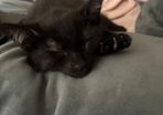 kitten