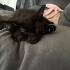 kitten