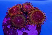 Spekled Krakatoa Zoa