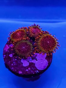 Spekled Krakatoa Zoa