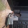 PC Specialist Clevo Laptop  i5-7300HQ 12GB RAM Image 3