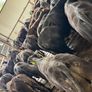 Aberdeen Angus Bulls Image 7