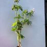 Geranium Mrs Kendal Clark Image 2