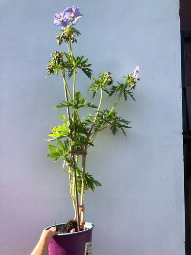 Geranium Mrs Kendal Clark