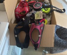 dog harness