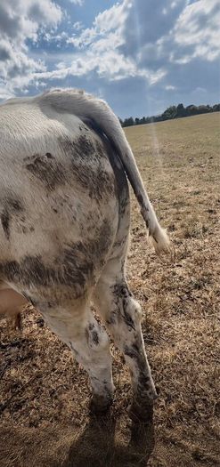 Charolais weanlings