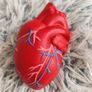 Realistic Anatomical Heart Stress Ball Image 5