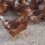 point of lay pullets Image 2