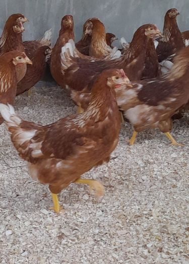 Point of lay pullets