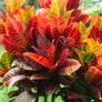Croton Image 5
