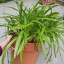 plant Image 3