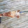 Nice trbal fly swat Image 5