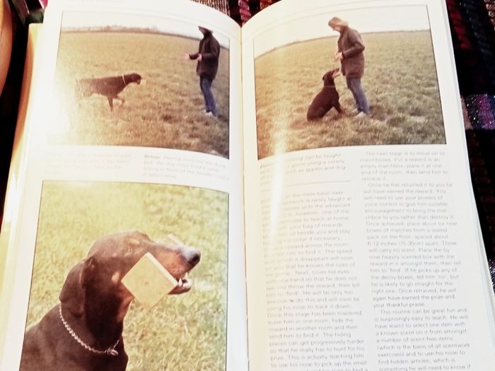 1989. A Dog Owners Guide To The Doberman.