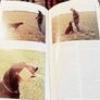 1989. A Dog Owners Guide To The Doberman. Image 4